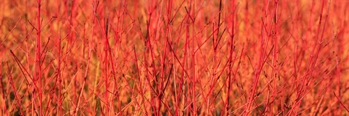Panorama of sunlit stems of Cornus sanguinea Midwinter Fire