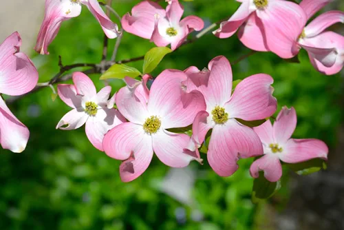 Flowering Dogwood Cherokee Chief flowers - Latin name - Cornus florida Cherokee Chief