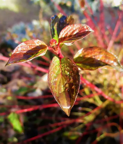 Vertical luminous close-up of reddened, wet leaves of common dogwood (Cornus sanguinea) in autumn.