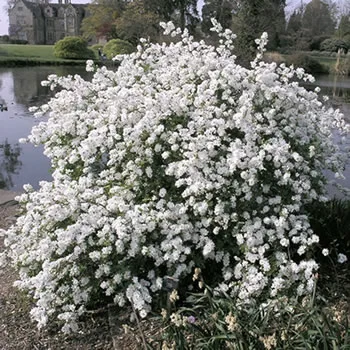 Exochorda x Macrantha
