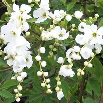 Exochorda x Macrantha