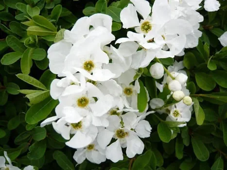 Exochorda x Macrantha The Bride