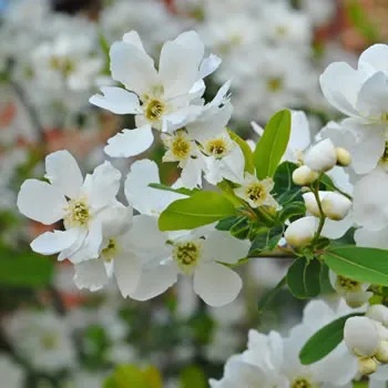 Exochorda x Macrantha The Bride