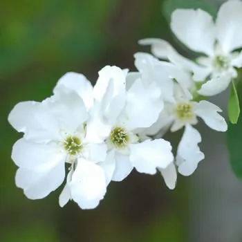 Exochorda x Macrantha The Bride