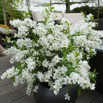 Exochorda x Macrantha racemosa Niagara