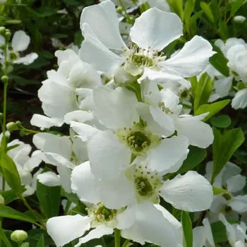 Exochorda x Macrantha racemosa Niagara