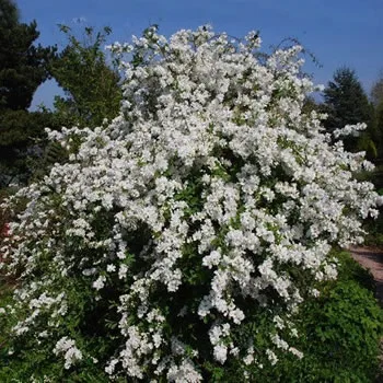 Exochorda x Macrantha Seeds