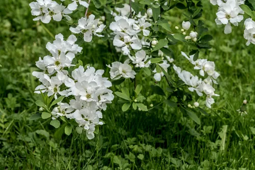Pearlbush 'The Bride' (Exochorda x macrantha) in park, Moscow, Russia