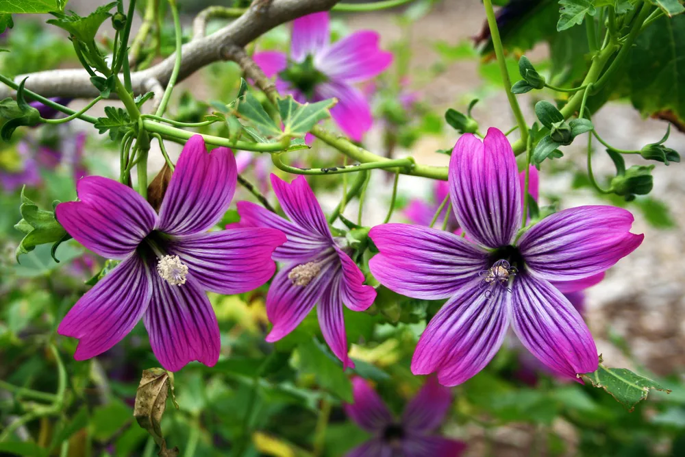 Beautiful Lavatera Marooned