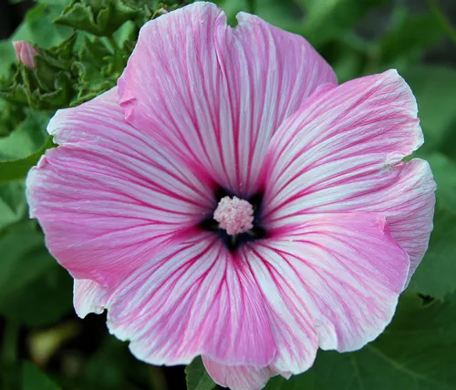 Pink Lavatera
