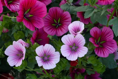 Many bright pink lavatera flowers with lush foliage are growing in the summer garden.