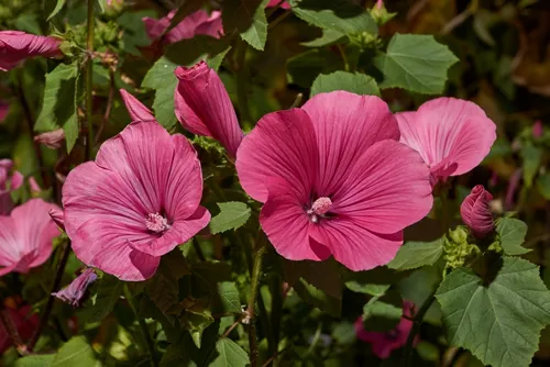 Lavatera (lat. Lavatera) blooms on the lawn in the garden. The last flowers of lavatera before the onset of cold weather.