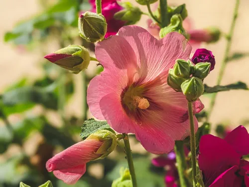 Malva arborea close up. Mallow Flowers in Bloom known as Lavatera arborea, Malva eriocalyx