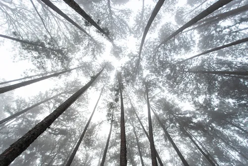 Pinus mugo - It is also known as creeping pine, dwarf mountain pine, mugo pine