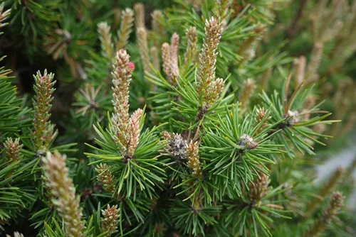 The mugo pine (Pinus mugo) is a species of coniferous needled evergreen that is a favorite in landscape use.