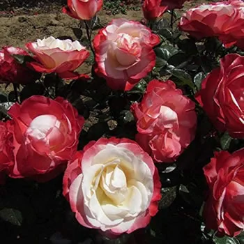 Hybrid Tea Garden Rose