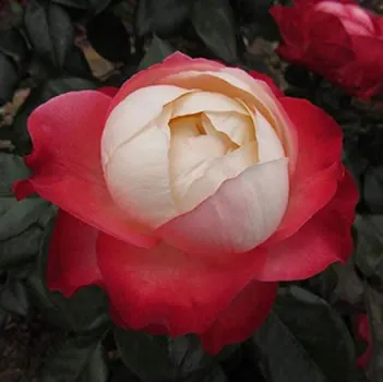 Hybrid Tea Garden Rose