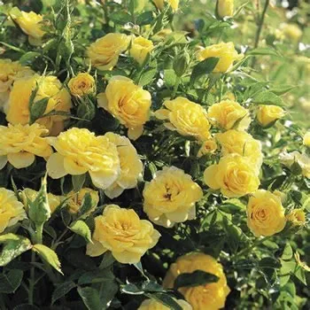 Rose Bush Sun Spinkles