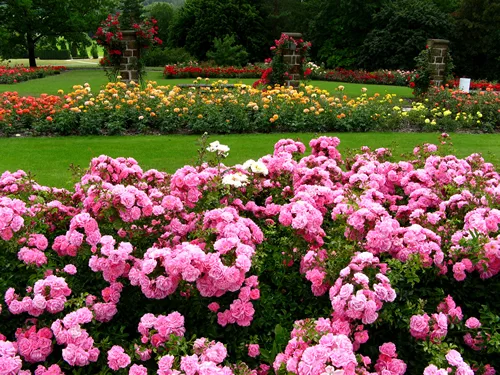 bush of beautiful pink roses