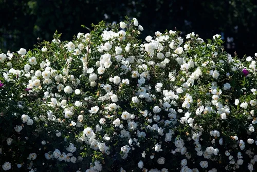 A lush green rose bush strewn with snow-white rose flowers, illuminated by the sun.