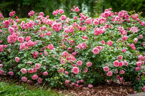 Bush of roses on bright summer day. Rose flower on background blurry pink roses flower in the garden of roses. Nature.