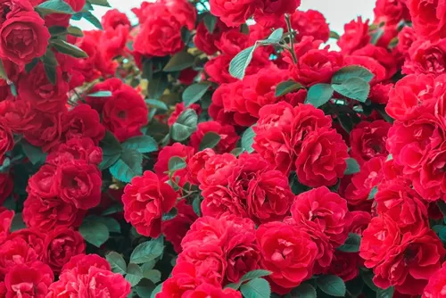 Bush of rose flower red summer background. Red roses bush