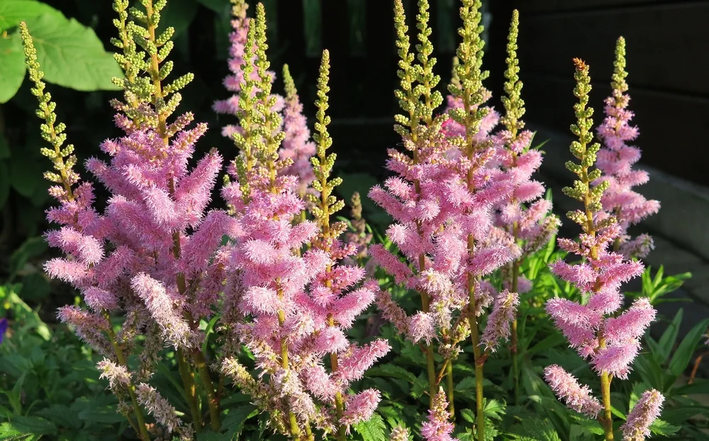 Astilbe x arendsii
