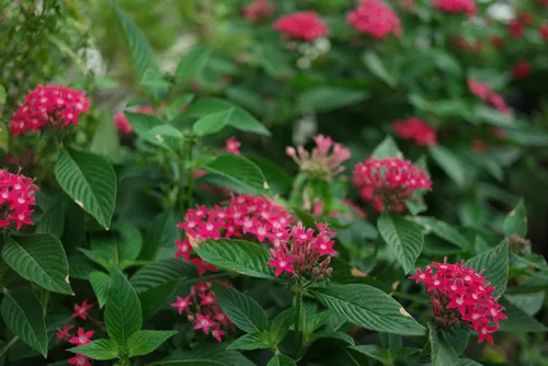 Double Play Doozie Spirea