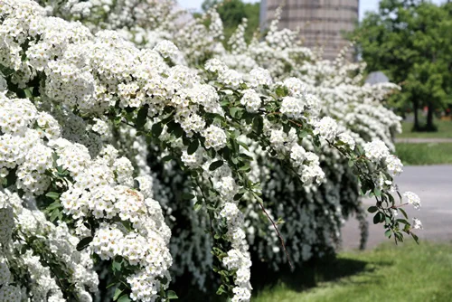 Closeup bush of white blooming spirea bush