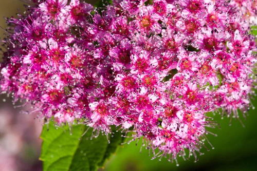Spiraea japonica, Japanese meadow, Japanese spirea or Korean, is a plant in the family Rosaceae. Synonyms of the name of the species Spiraea bumalda