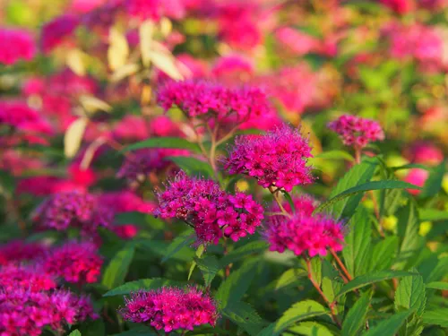 Spiraea japonica 'Anthony Waterer' - Japanese meadowsweet, japanese spiraea