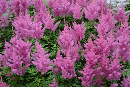 Flowering Purple Astilbe (Astilbe sp.)