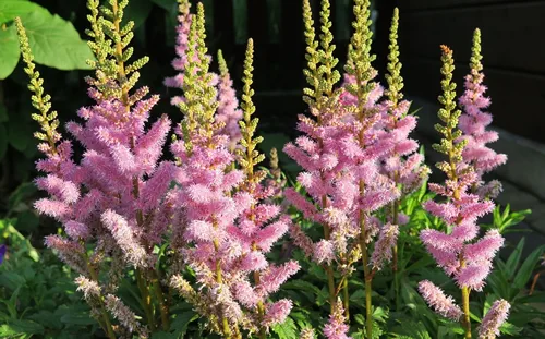 Astilbe x arendsii