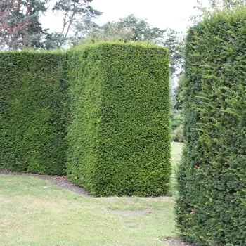 Baccata English Yew