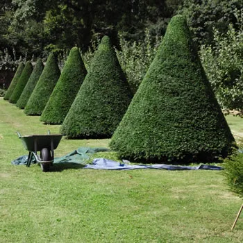 English Yew Hardy Shrub