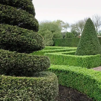 English Yew Hardy Shrub