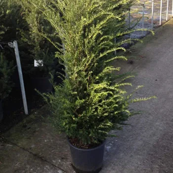 English Yew Hardy Shrub
