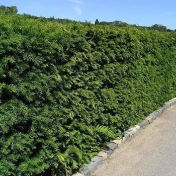 English Yew Hedging