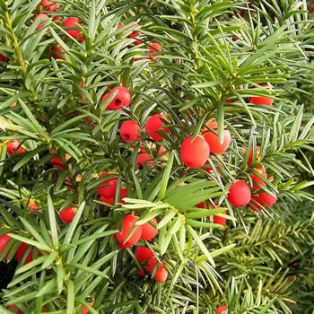 English Yew Hedging