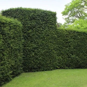 English Yew Hedging