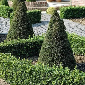 English Yew Tree Seeds