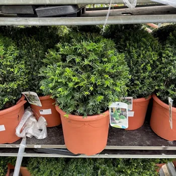 English Yew Topiary Ball