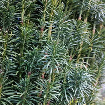 Plum Yew Fastigiata