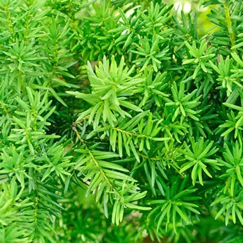 Yew Hedging Plant