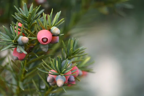 Irish Yew Fastigiata - Latin name - Taxus baccata Fastigiata