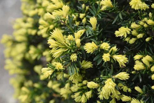 Round pruned Dwarf Japanese Yew. Taxaceae evergreen shrub.