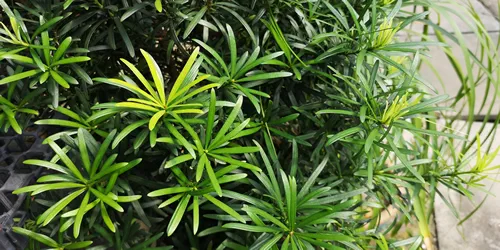 closeup of Yew plum pine leaves (Podocarpus macrophyllus)