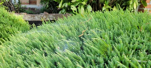 A closeup of Taunton Yew shrub covered with cobwebs in the garden