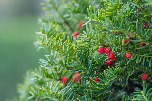 Taxus cuspidata