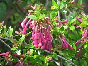 Abelia floribunda